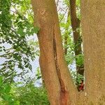 Acer buergerianum Schors