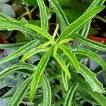 Kalanchoe laciniata Leaf