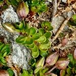 Arenaria biflora برگ