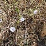 Ipomoea mombassana Habit