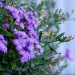 Ageratum houstonianum Flor