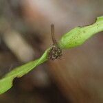 Asplenium paucijugum Liść