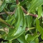 Saponaria officinalis Leaf
