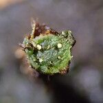 Polystichum transvaalense Annet