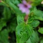 Cuphea ericoides Hoja