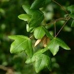 Acer monspessulanum Лист