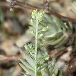 Alyssum simplex പുഷ്പം