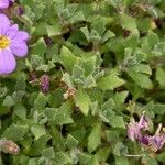 Aubrieta deltoidea Folha