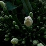 Wrightia religiosa Λουλούδι