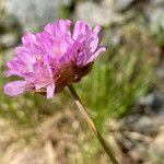 Armeria alpina Floare
