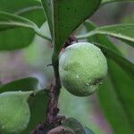 Ficus cyathistipula Frucht