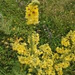 Verbascum speciosumFlower