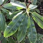 Rhododendron auriculatum Hoja