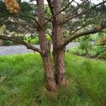 Pinus sylvestris Casca