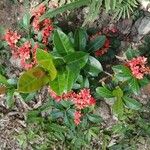 Ixora coccinea Flower