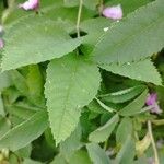 Rosa woodsii Leaf