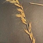 Helictochloa bromoides Fula