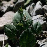 Dioscorea pyrenaica Frugt