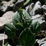 Dioscorea pyrenaica Fruit