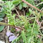 Achillea virescens Yaprak