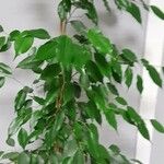 Ficus benjamina Агульны выгляд