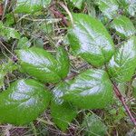 Rubus adscitus Övriga