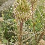 Cynara humilis 花