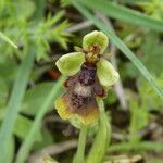 Ophrys insectifera Fula