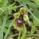 Ophrys insectifera Floare