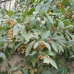 Ehretia tinifolia Hábito