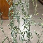 Parthenium hysterophorusBlatt