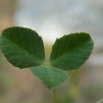 Trifolium thalii পাতা