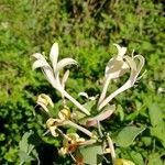 Lonicera caprifolium Floare