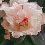 Rhododendron indicum Flower