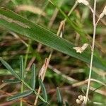 Astragalus austriacus Leaf