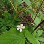 Rubus camptostachys 花