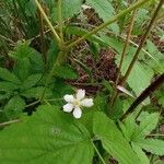 Rubus camptostachys