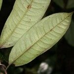 Lecythis idatimon Leaf