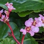 Bergenia crassifoliaFlors