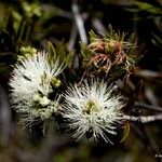 Melaleuca gnidioides Fruto