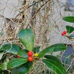 Ilex cassine Hoja