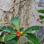 Ilex cassine Deilen