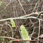 Salix daphnoides Owoc