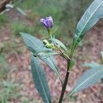 Solanum aviculare Liść