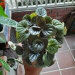 Peperomia albovittataLehti