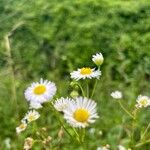 Erigeron annuus Blomma