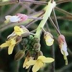 Brassica tournefortii Květ