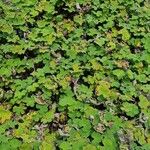 Geranium renardii Habit