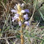 Orobanche purpurea Habitus