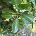Euonymus japonicusपत्ता